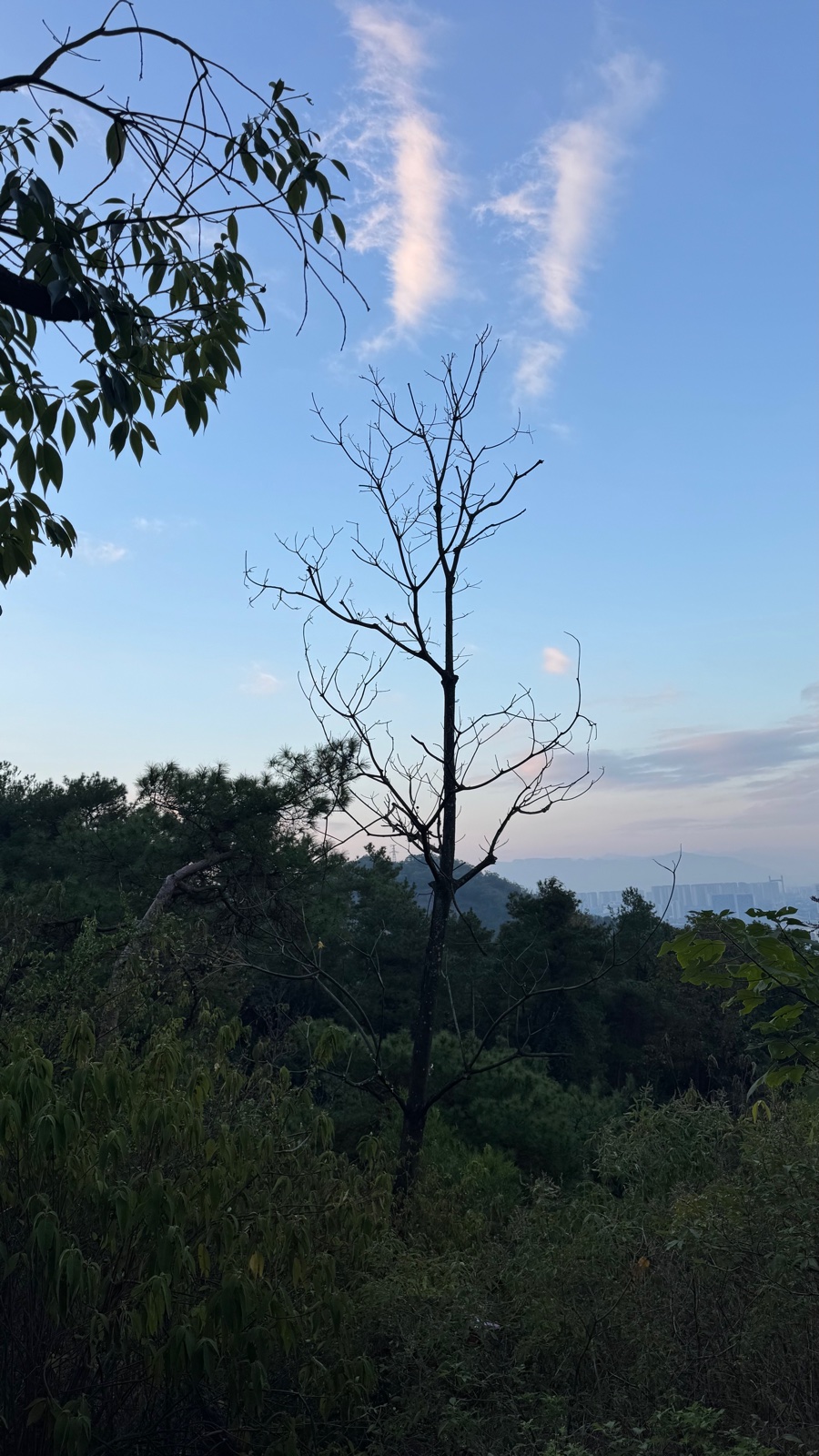 清晨的山,枯枝衬着水洗的天空